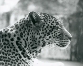 Weiblicher Leopard Daisy im Londoner Zoo im August 1925