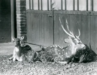 Vier Axishirsche, darunter ein Bock mit Geweih, im London Zoo im Jahr 1924