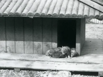 Vier Kojotenwelpen ruhen am Eingang ihres Baus, London Zoo