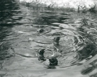 Vier Königspinguine im Londoner Zoo, Juni 1927