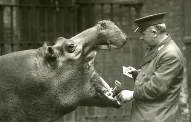 Nilpferd Bobbie mit Wärter Ernie Bowman, Londoner Zoo, 1927