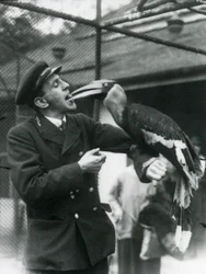 Tierpfleger T. Raggett füttert einen Großen Indischen Hornvogel mit einer Frucht, die er im Mund hält. Londoner Zoo 1924