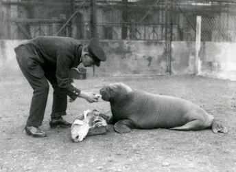 Wärter Arthur Chandler füttert einen jungen Walross mit Fisch, Londoner Zoo, 1924