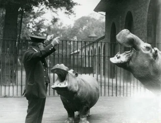 Wärter Ernie Bowman mit den Flusspferden Bobbie und Joan im London Zoo, Juli 1923