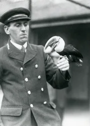 Tierpfleger Thomas Raggett hält einen Rotkieltukan mit einem Ei im Schnabel, London Zoo, 1924