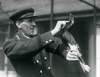 Thomas Raggett streichelt einen Großen Indischen Hornvogel im Londoner Zoo, 1924