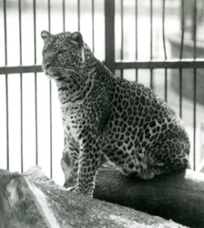 Leopard Rex sitzt auf einem Baumstamm in seinem Gehege im Londoner Zoo im Juni 1925
