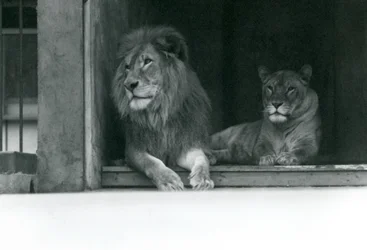 Löwe und Löwin Kuja und Caroline im ZSL Londoner Zoo, Juli 1924