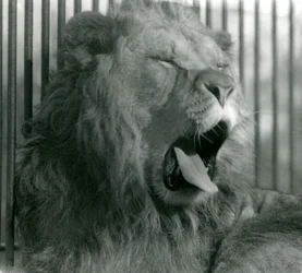Männlicher Löwe Abdullah gähnt in seinem Gehege, London Zoo, 1925