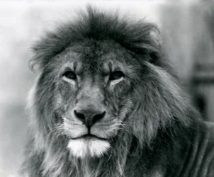 Männlicher Löwe Kuja im Londoner Zoo im Januar 1925