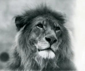 Männlicher Löwe Kuja im London Zoo, Januar 1925