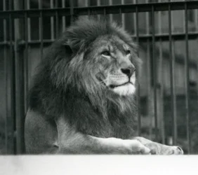 Männlicher Löwe Kuja liegt in seinem Gehege im Londoner Zoo im Januar 1925