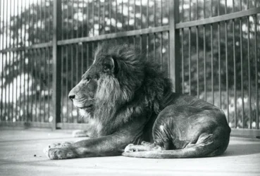 Männlicher Löwe Toto liegt in seinem Gehege im Londoner Zoo, September 1927