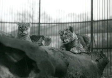 Zwei Löwenjunge, die in der Menagerie geboren wurden, in ihrem Gehege im Londoner Zoo, April 1924
