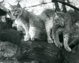 Zwei Nordluchse, einer sitzt und einer steht auf einem Ast, Londoner Zoo, Oktober 1925