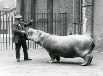 Junges Flusspferd Bobbie mit Wärter Ernie Bowman, London Zoo, Juli 1923