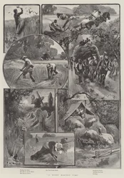 In fröhlicher Erntezeit