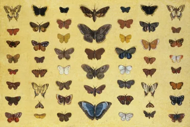 Eine Collage aus Schmetterlingen und Nachtfaltern, darunter Trauermantel, Schwalbenschwanz, Segelfalter, Tagpfauenauge und Kleiner Fuchs, um 1830