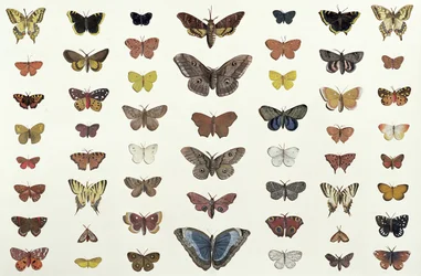 Eine Collage aus Schmetterlingen und Nachtfaltern, darunter Trauermantel, Schwalbenschwanz, Segelfalter, Tagpfauenauge und Kleiner Fuchs, um 1830