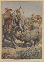 Ein Nashorn greift einen Elefanten in Indien an