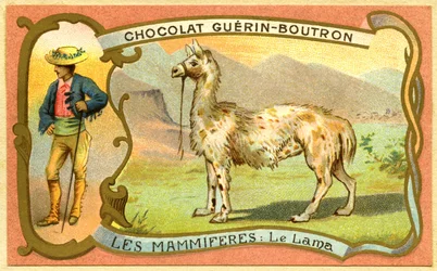 Werbe-Chromolithographie von Schokoladen Guerin Boutron, Die Säugetiere, Das Lama