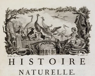 Allegorie der Naturgeschichte über Vögel - in „Histoire naturelle, générale et particulière“ von Buffon
