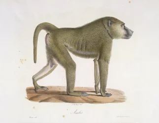 Anubis. Ein Pavian, aus Histoire Naturelle des Mammifères (Farblithographie)