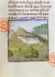 Dachse, aus dem Livre de la Chasse von Gaston Phebus de Foix (1331-91)