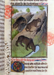 Bären, aus dem Livre de la Chasse von Gaston Phebus
