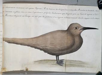 Vogel namens Foyroux (Seeschwalbe), Kap Frio, Brasilien, aus dem Logbuch von Jacques Gouin de Beauchesne