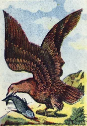 Raubvogel. Gravur in "Alphabet des oiseaux". Bild von Pont-a-Mousson, Marcel und/oder Louis Vagne, Drucker-Verleger, Ende des 19. Jahrhunderts.