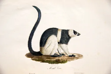 Schwarzweißer Vari, aus Histoire Naturelle des Mammifères, avec des figures originales, von Étienne Geoffroy Saint-Hilaire und Frédéric Cuvier, 1824-42