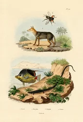 Schabrackenschakal, 1833-39