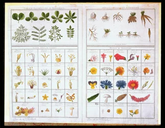 Botanische Tafel nach Carl von Linné und Joseph Pitton de Tournefort, spätes 18. Jahrhundert