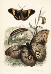 Brassolis sophorae Schmetterling, Puppe und Raupe