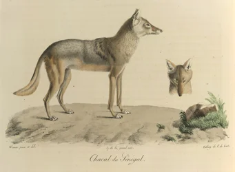 Chacal du Sénégal. Ein Schakal aus dem Senegal, aus Histoire Naturelle des Mammifères (Farblithographie)