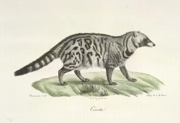 Zibetkatze, aus Histoire Naturelle des Mammifères