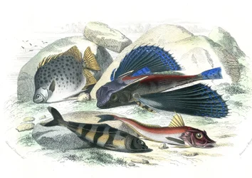 Dactyloptere pirapede (Dactylopterus pirapeda) fliegender Fisch, Chetodon argus (Scatophagus argus), Centronote Pilot (Echeneis naucrate), Trigle Lyre (Genicanthus Melanospilos) - Tafel aus der Naturgeschichte von Bernard Germain de Lacepede (1856-1925)