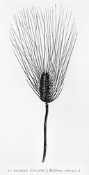 Ägyptischer Weizen, Illustration aus LEgypte von Georges Ebers (1837-98) veröffentlicht in Paris, 1880