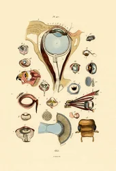 Augen