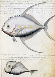 Fisch namens Lisse und Mondfisch, Insel Sao Vicente, Kap Verde, Aquarell aus dem Logbuch von Jacques Gouin de Beauchesne, Kapitän der Compagnie royale de la Mer du Sud, von 1698 bis 1701, Frankreich