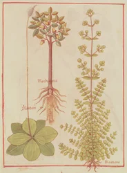 Fr 12322 f.180v Wegerich, Majoran und Alraune, aus Livre des Simples Medecines, ca. 1520-30