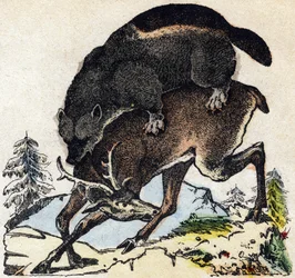 Vielfraß. Gravur in „Alphabet der wilden Tiere“. 9. Serie. Bildsprache von Epinal, Pellerin, Drucker-Verleger, um 1870. Holzschnitte, schabloniert. 16 Seiten. Private Sammlung
