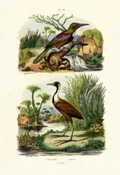 Großer Jacamar