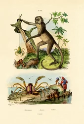Grüne Jagdspinne