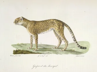 Gepard aus dem Senegal, aus Histoire Naturelle des Mammifères