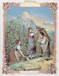 Trauben ernten, aus einem Kalender, ca. 1880