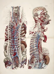 Kopf und Torso aus 