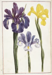 Schwertlilien, 18. Jahrhundert