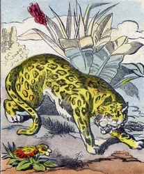 Jaguar. Gravur in "Buffon Alphabet des Animaux"
